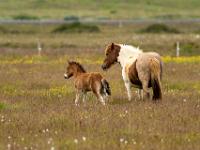 Gescheckte Stute mit braunem Fohlen auf Weide